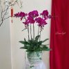Chậu Lan Hồ Điệp Tím Mừng Thành Công