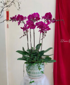 Chậu Lan Hồ Điệp Tím Mừng Thành Công