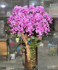 Chậu Lan Hồ Điệp Tím Niềm vui