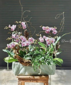 Chậu Lan Hồ Điệp Tím Present