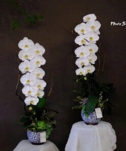 Chậu Lan Hồ Điệp Trắng Sunset Gold Orchid