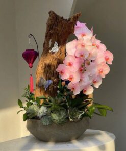 Chậu Lan Hồ Điệp Trường Khang