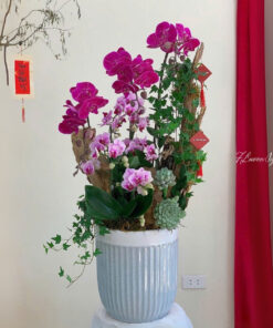 Chậu Lan Hồ Điệp Trường phát