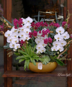 Chậu Lan Hồ Điệp Tường Vi