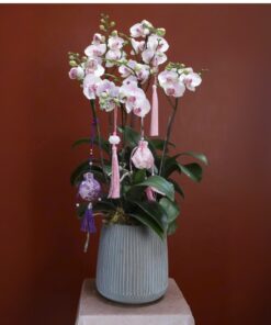 Chậu Lan Hồ Điệp Unique