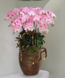 Chậu Lan Hồ Điệp Vân Ngọc