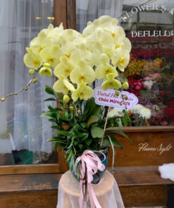 Chậu Lan Hồ Điệp Vàng Amazing