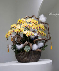 Chậu Lan Hồ Điệp Vàng Chill Buzz