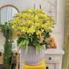 Chậu Lan Hồ Điệp Vàng Công Danh phú quý