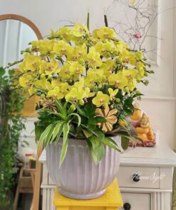 Chậu Lan Hồ Điệp Vàng Công Danh phú quý