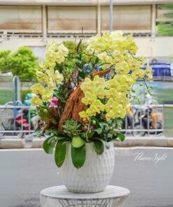 Chậu Lan Hồ Điệp Vàng Đại hồng phát