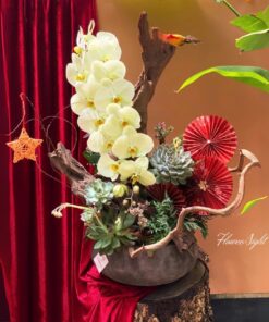 Chậu Lan Hồ Điệp Vàng Lucky