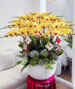 Chậu Lan Hồ Điệp Vàng Mãn Ngọc Tình