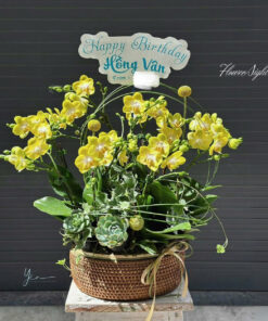 Chậu Lan Hồ Điệp Vàng May mắn