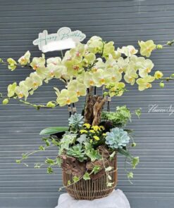 Chậu Lan Hồ Điệp Vàng Siêu Vip