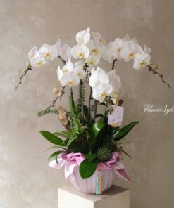 Chậu Lan Hồ Điệp Vàng Song