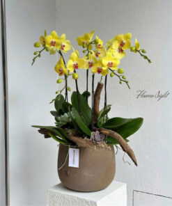 Chậu Lan Hồ Điệp Vàng Spring Haze