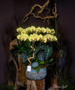 Chậu Lan Hồ Điệp Vàng Sunny Bloom