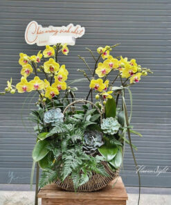 Chậu Lan Hồ Điệp Vàng Sweet Love