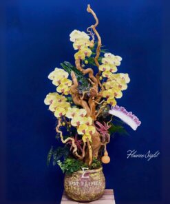 Chậu Lan hồ Điệp Vàng Tài lộc Vinh hiển