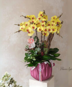 Chậu Lan Hồ Điệp Vàng Tia sáng