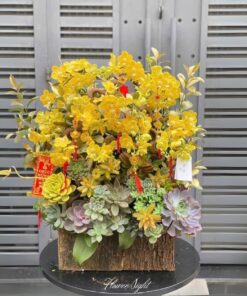 Chậu Lan Hồ Điệp Vàng Velvet Moon