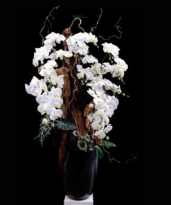 Chậu Lan Hồ Điệp Vibe Rush