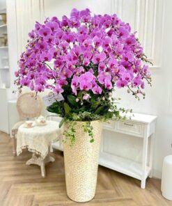 Chậu Lan Hồ Điệp Vũ Lâm