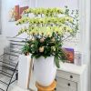 Chậu Lan Hồ Điệp Vững Chãi