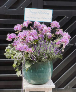 Chậu Lan Hồ Điệp Vững chí