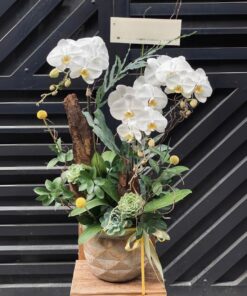 Chậu Lan Hồ Điệp Vườn hoa tươi