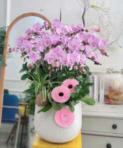 Chậu Lan Hồ Điệp Vươn Mần