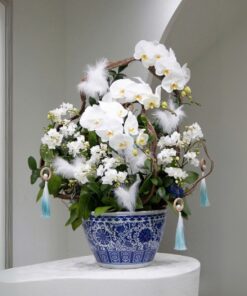 Chậu Lan Hồ Điệp Vươn Mình Bay Xa