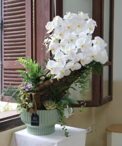 Chậu Lan Hồ Điệp Winner