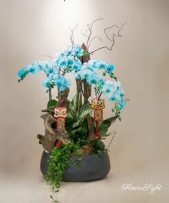 Chậu Lan Hồ Điệp Xanh Dương Tĩnh Lan