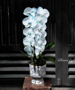 Chậu Lan Hồ Điệp Xanh Dương Twilight Pink