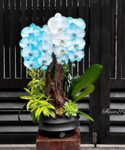 Chậu Lan Hồ Điệp Xanh Dương Velvet Moon Orchid
