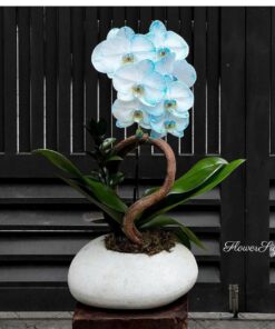 Chậu Lan Hồ Điệp Xanh Dương White Dream