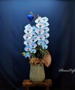 Chậu Lan Hồ Điệp Xanh Dương Hồng Liên