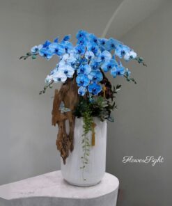 Chậu Lan Hồ Điệp Xanh Dương Lan Cẩm Quỳnh