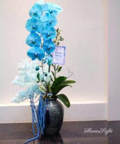 Chậu Lan Hồ Điêp Xanh Dương Liên Quỳnh