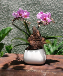 Chậu Lan Hồ Điệp Xuân Thì