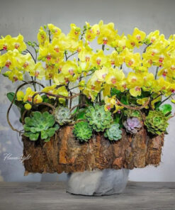 Chậu Lan Hồ Điệp You are beautiful