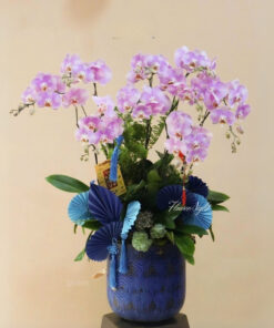 Chậu Lan Hồ Điệp Lan Hoan Ca