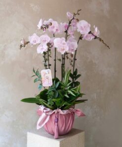 Chậu Lan Hồ Điệp 5 Cành