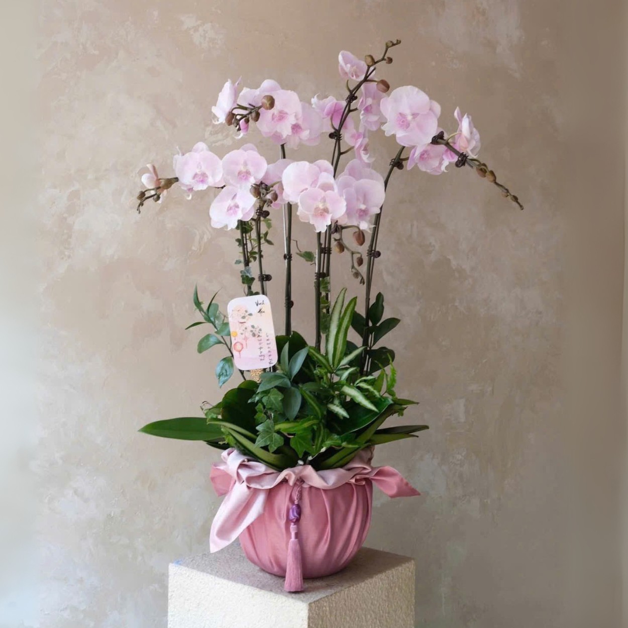 Chậu Lan Hồ Điệp 5 Cành