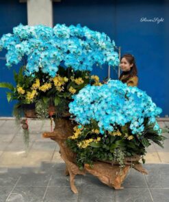 Lan hồ điệp đại