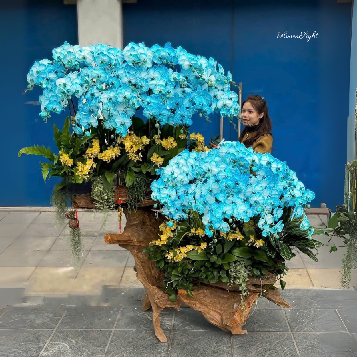 Lan hồ điệp đại