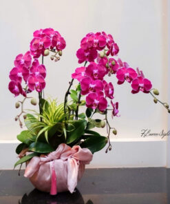 Chậu Lan Hồ Điệp Tím