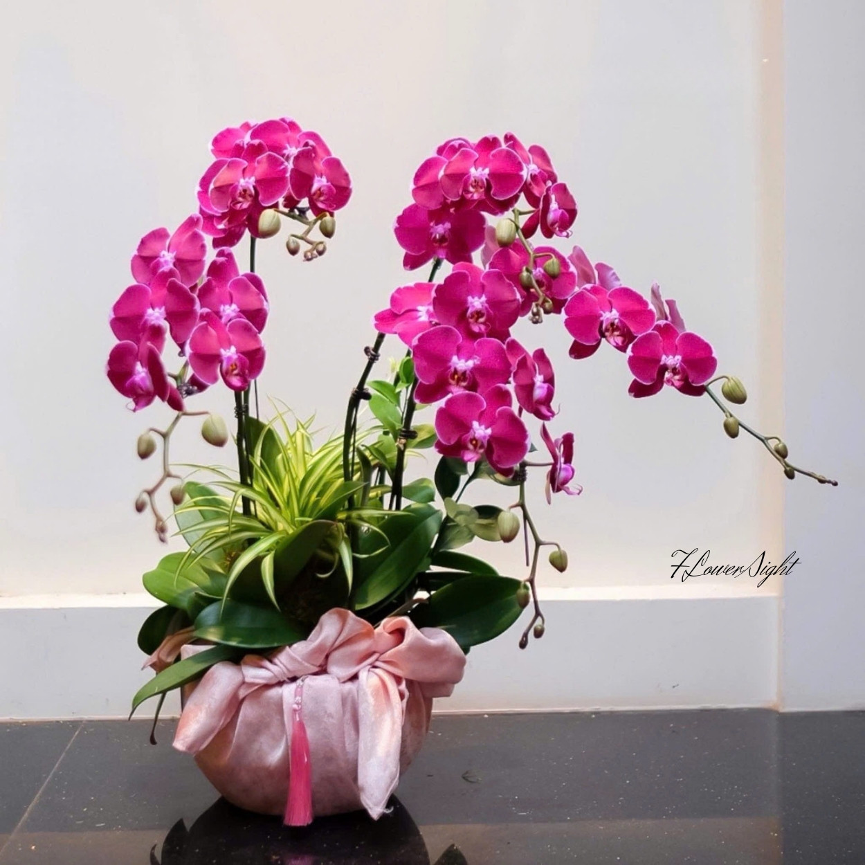 Chậu Lan Hồ Điệp Tím